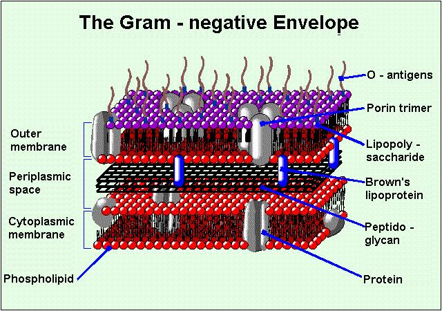 estructura-gram-negativa